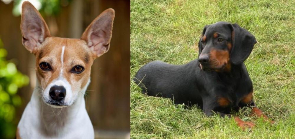 Slovakian Hound vs Rat Terrier - Breed Comparison