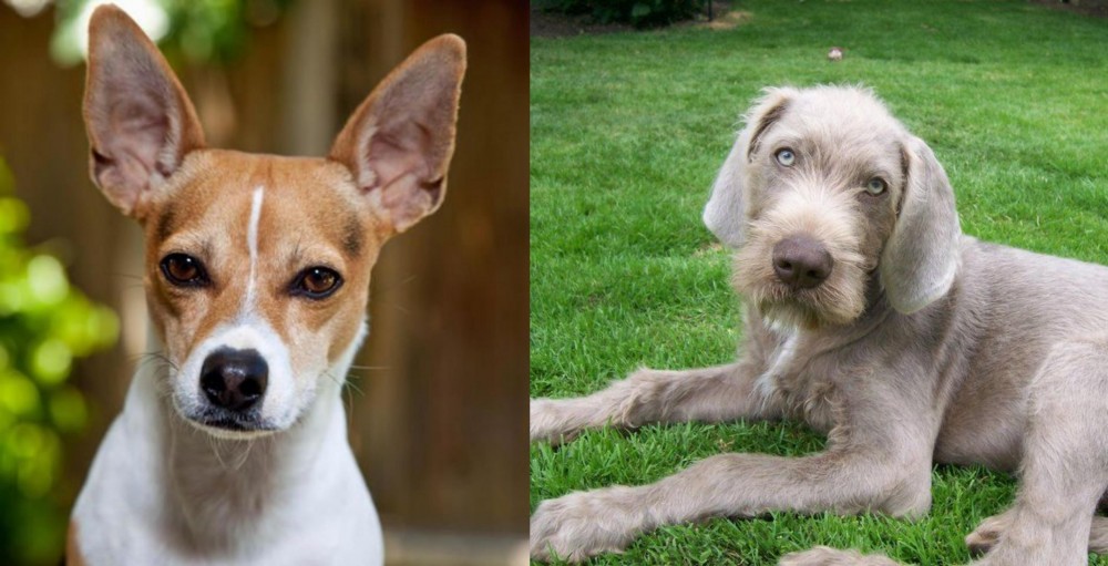 Slovakian Rough Haired Pointer vs Rat Terrier - Breed Comparison