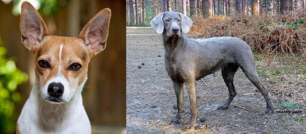 Slovensky Hrubosrsty Stavac vs Rat Terrier - Breed Comparison