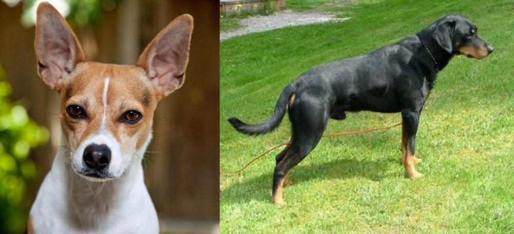 Smalandsstovare vs Rat Terrier - Breed Comparison