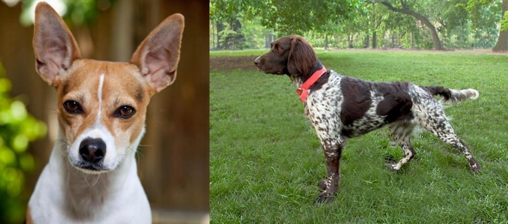 Small Munsterlander vs Rat Terrier - Breed Comparison