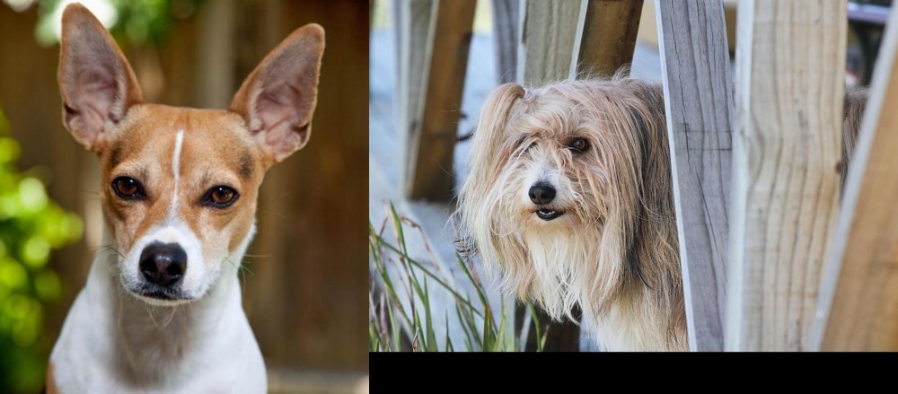 Smithfield vs Rat Terrier - Breed Comparison