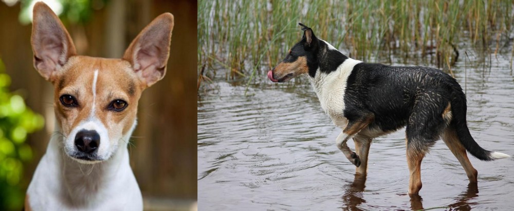 Smooth Collie vs Rat Terrier - Breed Comparison