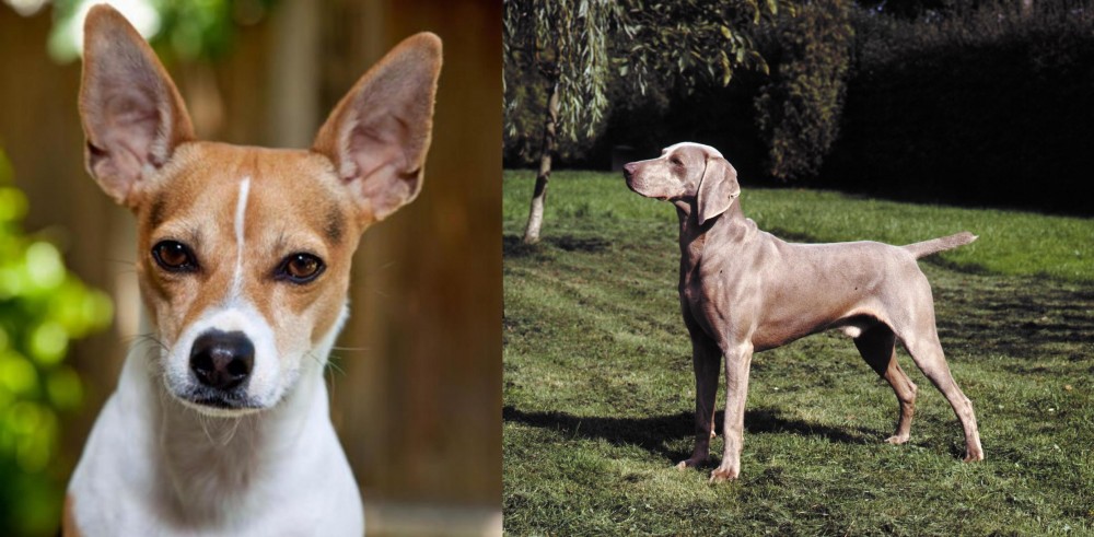 Smooth Haired Weimaraner vs Rat Terrier - Breed Comparison