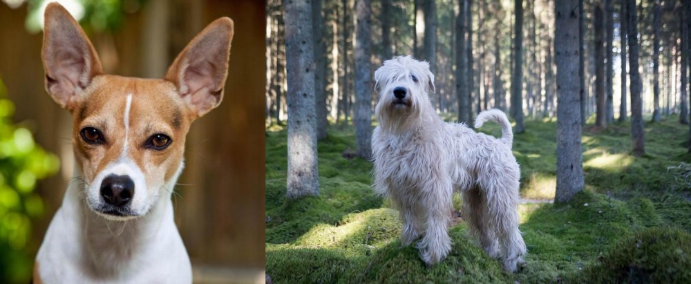 Soft-Coated Wheaten Terrier vs Rat Terrier - Breed Comparison