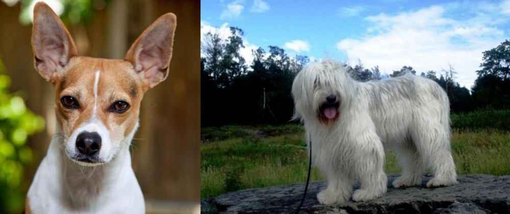 South Russian Ovcharka vs Rat Terrier - Breed Comparison