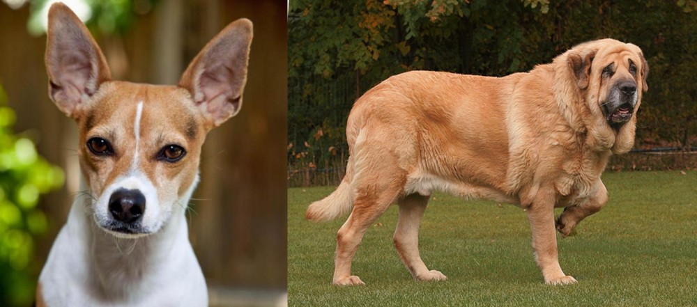Spanish Mastiff vs Rat Terrier - Breed Comparison