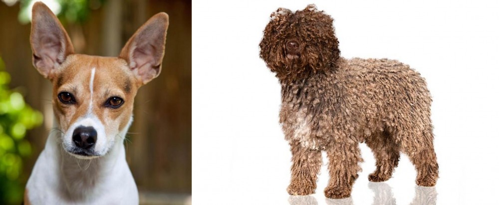 Spanish Water Dog vs Rat Terrier - Breed Comparison