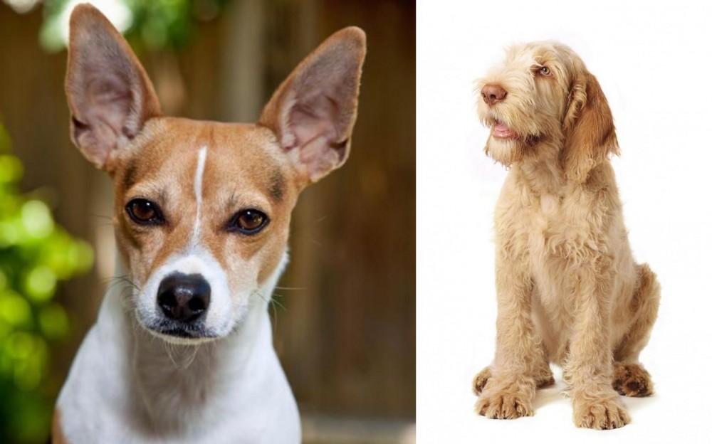 Spinone Italiano vs Rat Terrier - Breed Comparison