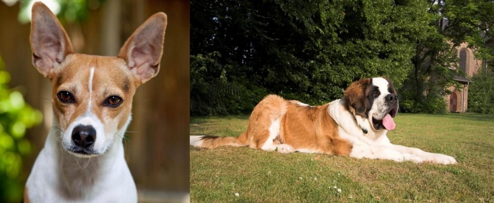 St. Bernard vs Rat Terrier - Breed Comparison