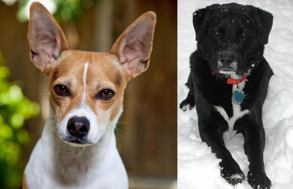 St. John's Water Dog vs Rat Terrier - Breed Comparison