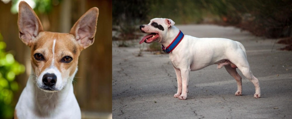 Staffordshire Bull Terrier vs Rat Terrier - Breed Comparison