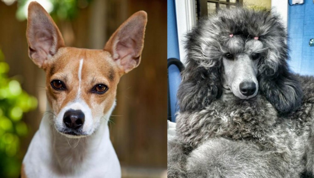 Standard Poodle vs Rat Terrier - Breed Comparison