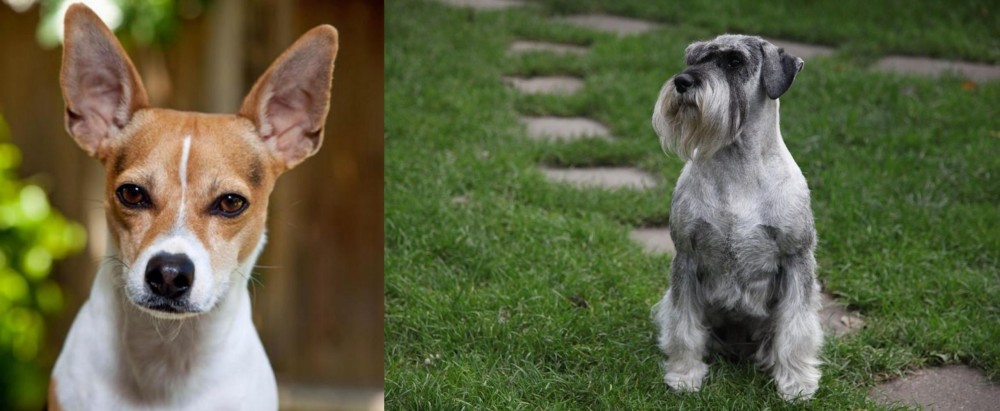Standard Schnauzer vs Rat Terrier - Breed Comparison