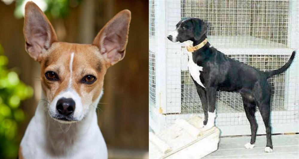 Stephens Stock vs Rat Terrier - Breed Comparison
