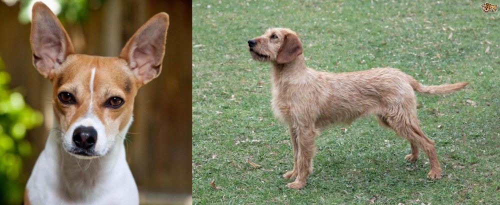 Styrian Coarse Haired Hound vs Rat Terrier - Breed Comparison