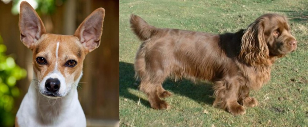 Sussex Spaniel vs Rat Terrier - Breed Comparison