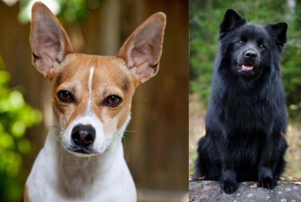Swedish Lapphund vs Rat Terrier - Breed Comparison