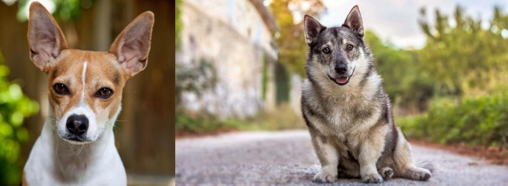 Swedish Vallhund vs Rat Terrier - Breed Comparison