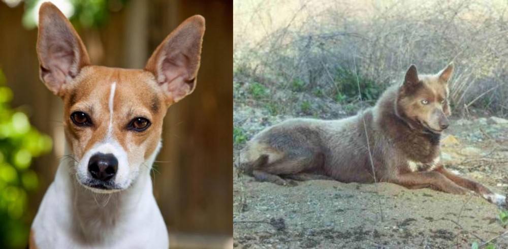 Tahltan Bear Dog vs Rat Terrier - Breed Comparison