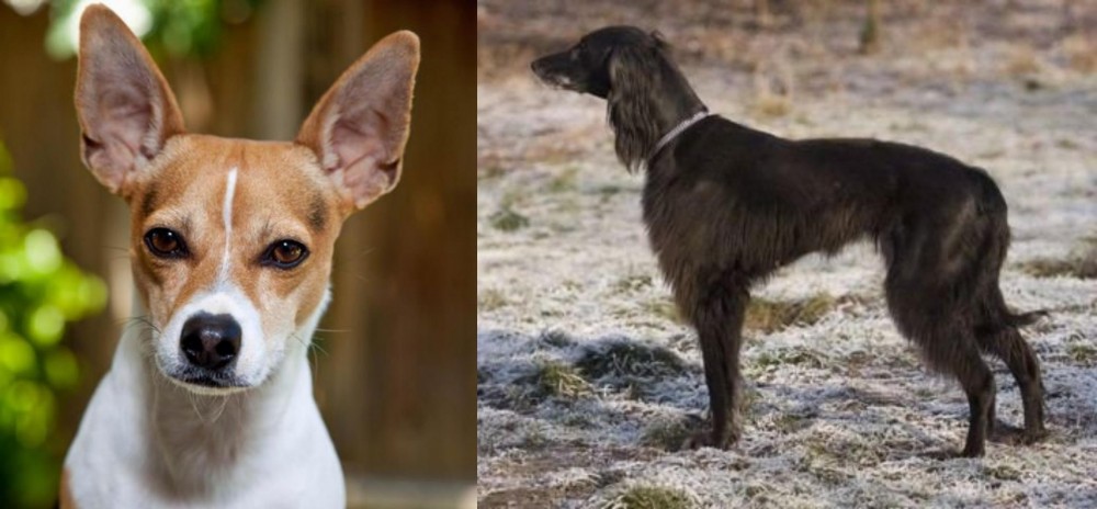 Taigan vs Rat Terrier - Breed Comparison