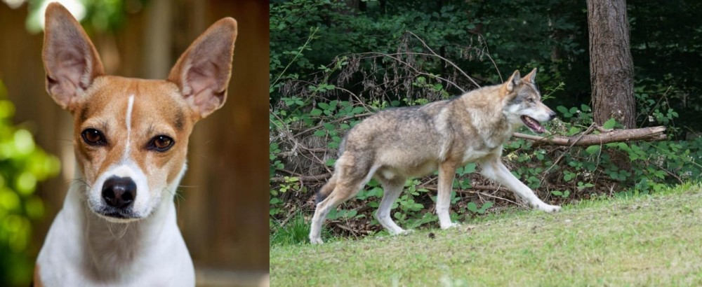 Tamaskan vs Rat Terrier - Breed Comparison