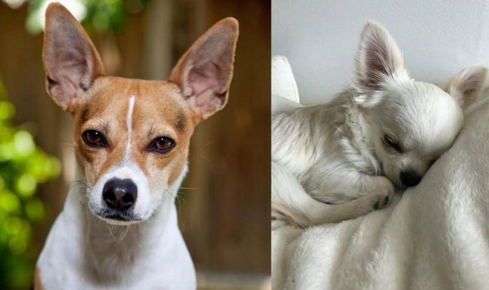 Tea Cup Chihuahua vs Rat Terrier - Breed Comparison