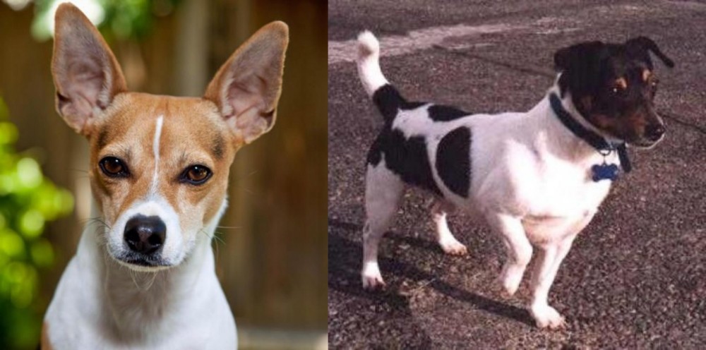 Teddy Roosevelt Terrier vs Rat Terrier - Breed Comparison