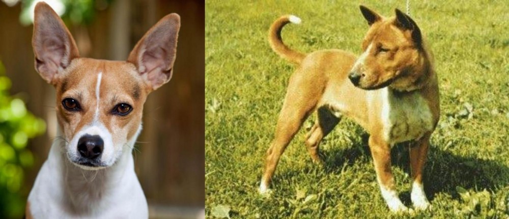 Telomian vs Rat Terrier - Breed Comparison