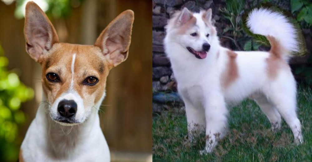 Thai Bangkaew vs Rat Terrier - Breed Comparison