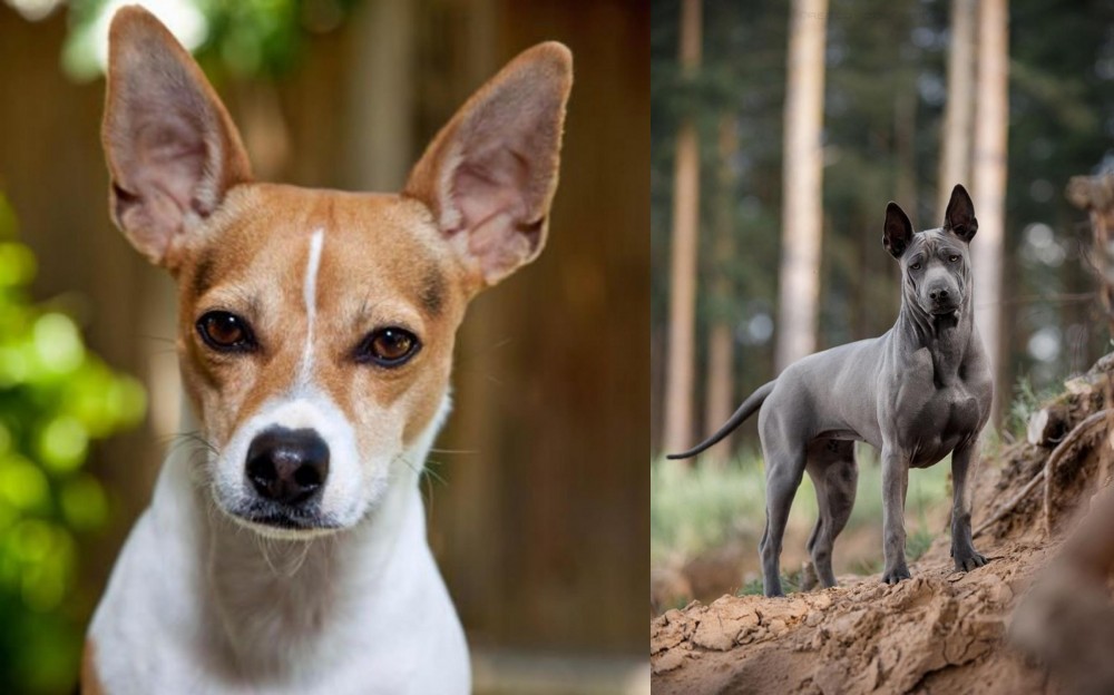 Thai Ridgeback vs Rat Terrier - Breed Comparison