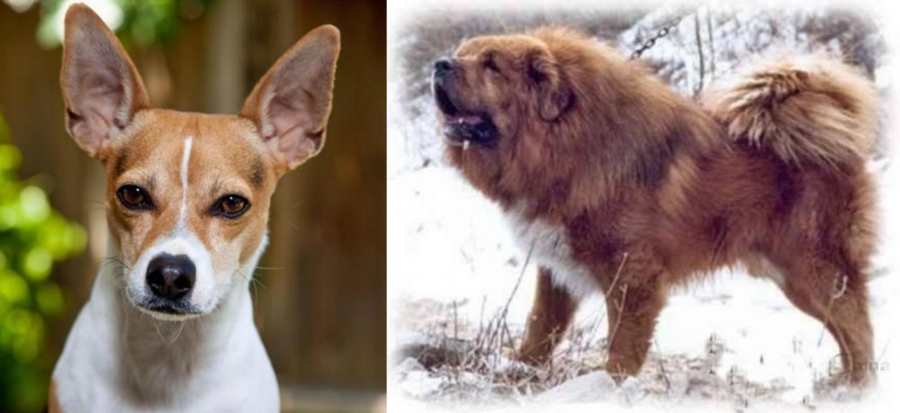Tibetan Kyi Apso vs Rat Terrier - Breed Comparison