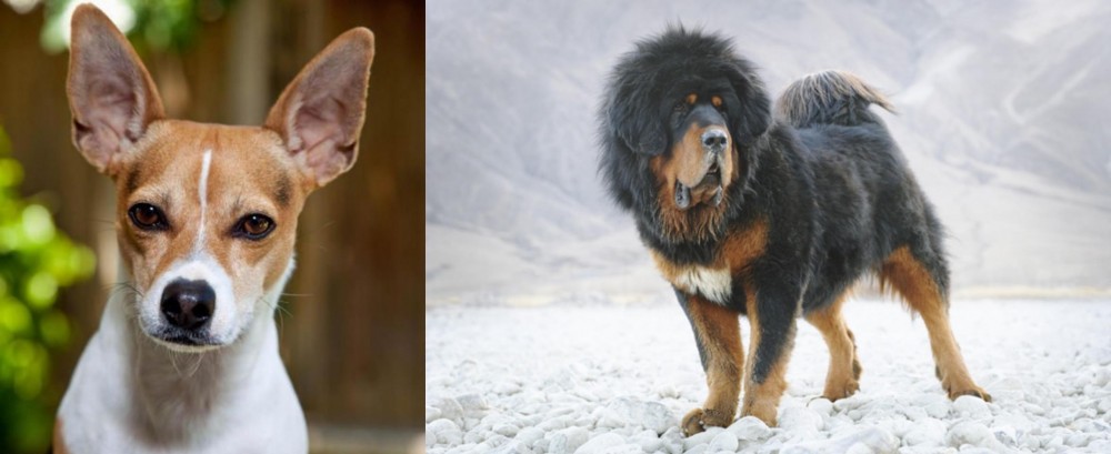 Tibetan Mastiff vs Rat Terrier - Breed Comparison
