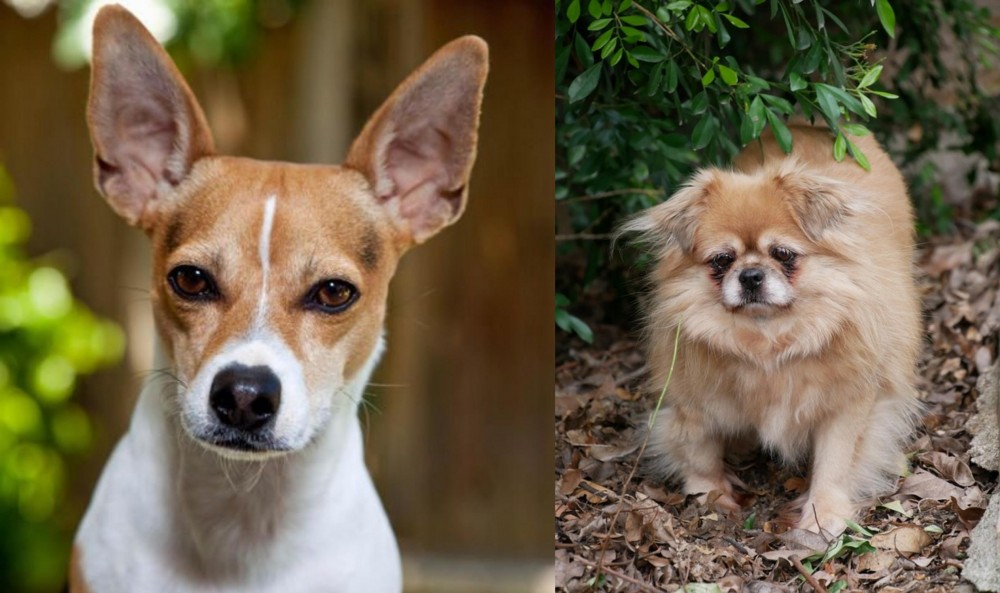 Tibetan Spaniel vs Rat Terrier - Breed Comparison
