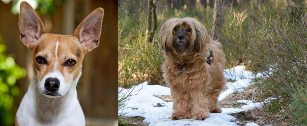 Tibetan Terrier vs Rat Terrier - Breed Comparison
