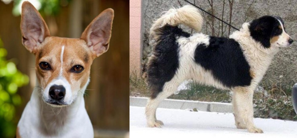 Tornjak vs Rat Terrier - Breed Comparison