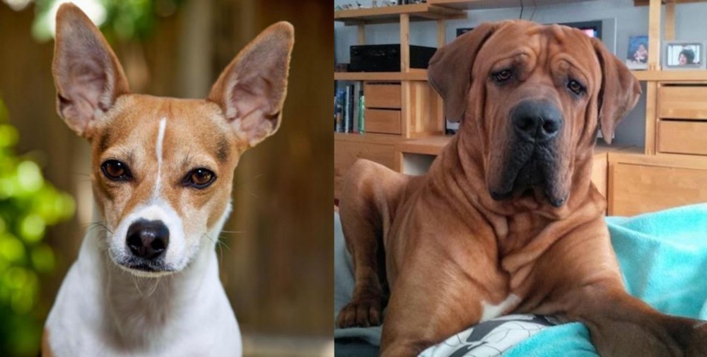 Tosa vs Rat Terrier - Breed Comparison