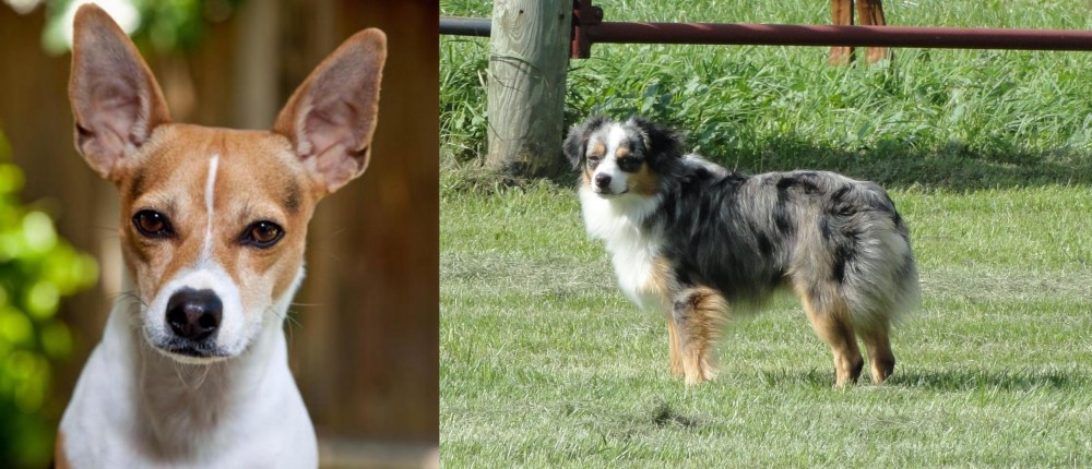 Toy Australian Shepherd vs Rat Terrier - Breed Comparison