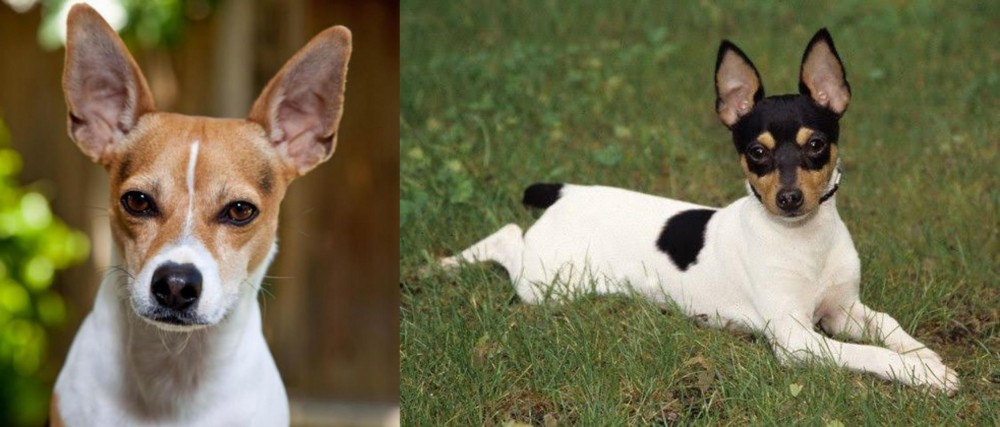 Toy Fox Terrier vs Rat Terrier - Breed Comparison