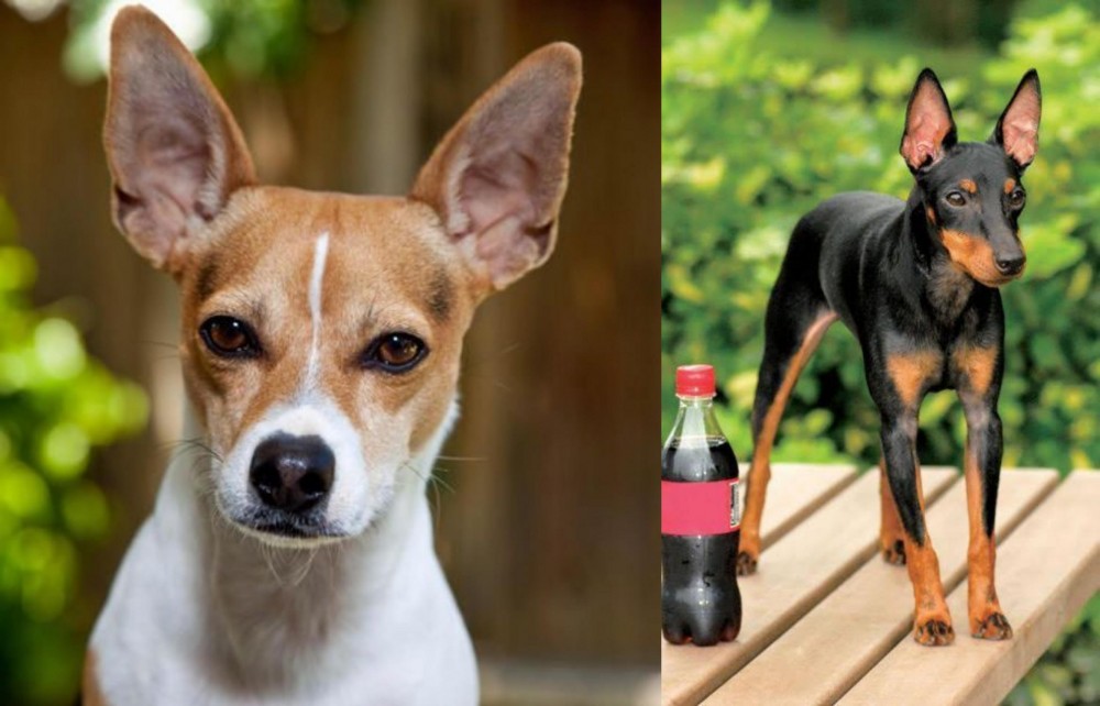 Toy Manchester Terrier vs Rat Terrier - Breed Comparison