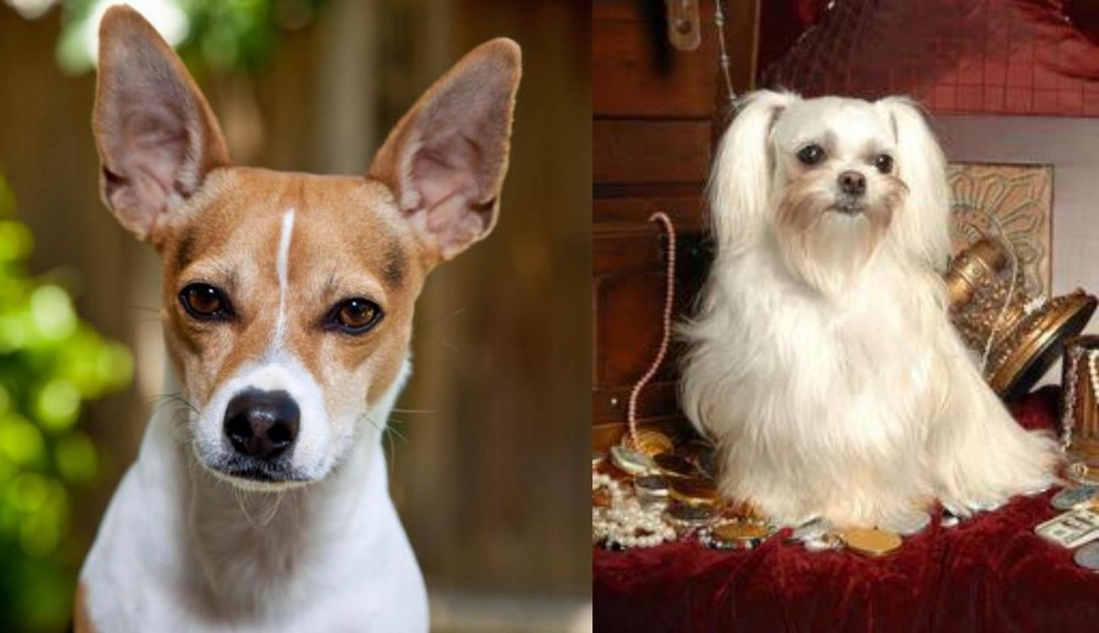 Toy Mi-Ki vs Rat Terrier - Breed Comparison