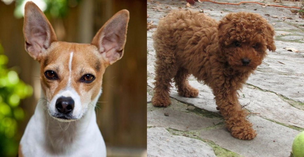 Toy Poodle vs Rat Terrier - Breed Comparison