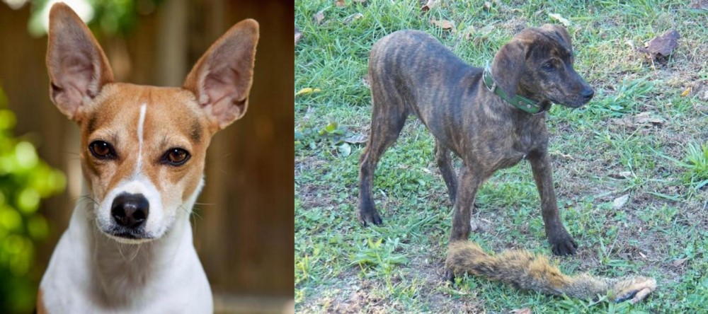 Treeing Cur vs Rat Terrier - Breed Comparison