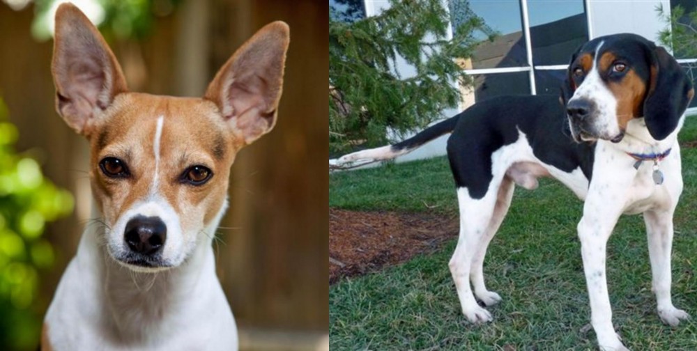 Treeing Walker Coonhound vs Rat Terrier - Breed Comparison
