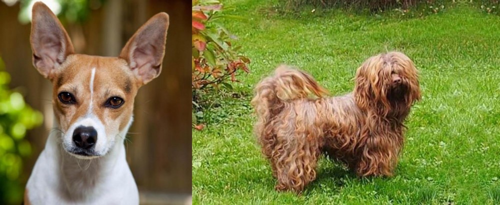 Tsvetnaya Bolonka vs Rat Terrier - Breed Comparison