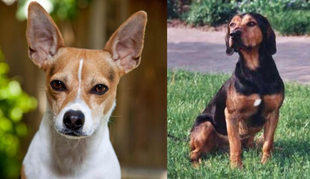 Tyrolean Hound vs Rat Terrier - Breed Comparison