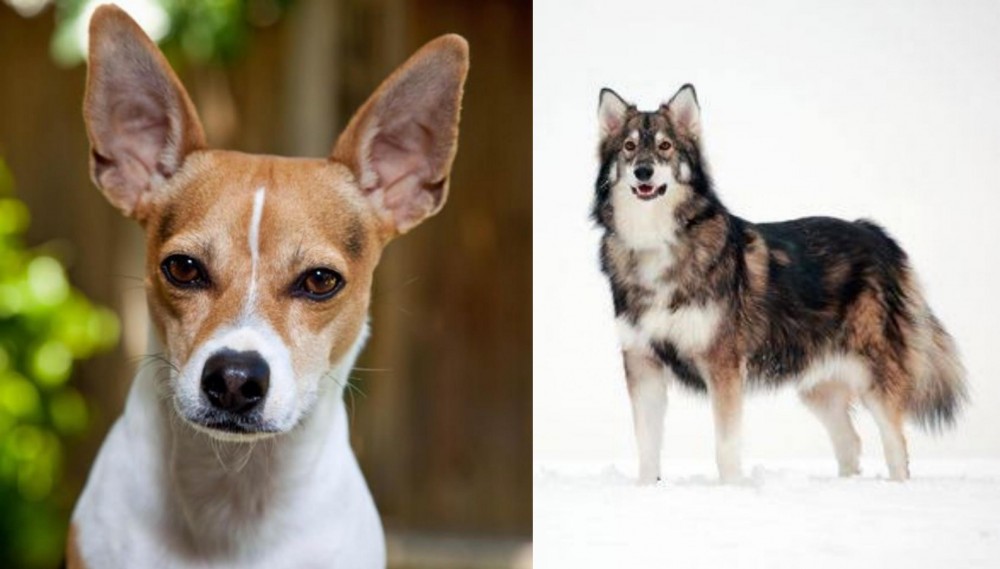 Utonagan vs Rat Terrier - Breed Comparison