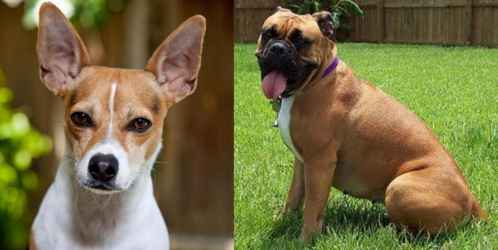 Valley Bulldog vs Rat Terrier - Breed Comparison