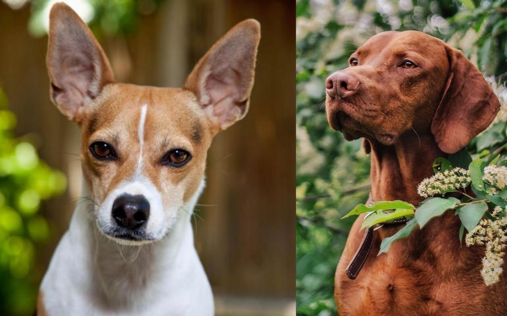 Vizsla vs Rat Terrier - Breed Comparison