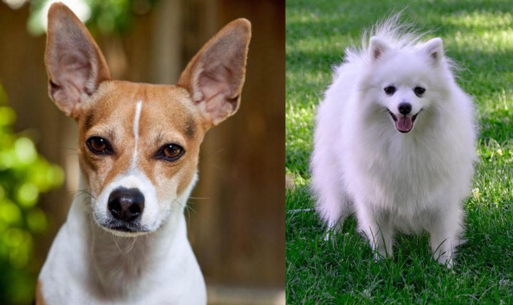 Volpino Italiano vs Rat Terrier - Breed Comparison